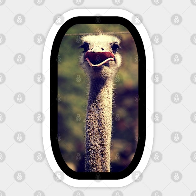 ostrich Sticker by FromBerlinGift